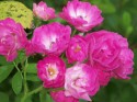 Miniature Roses